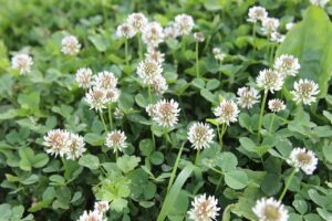 clover, flowers, flower wallpaper-87943.jpg