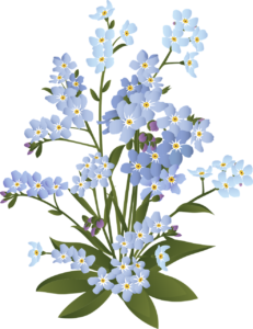 forget-me-not, flowers, flower background-6009034.jpg