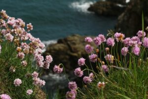 sea thrift, flowers, plants-4084695.jpg